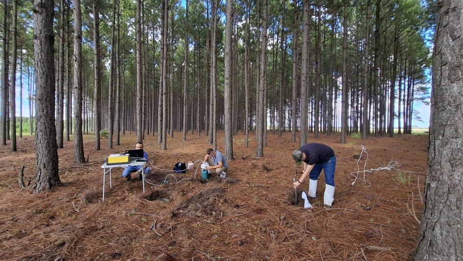 pesquisa pinus Mostardas 1 Fernando Dias Seapi