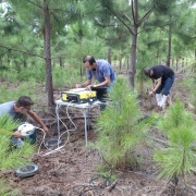 pesquisa pinus Mostardas   Fernando Dias Seapi
