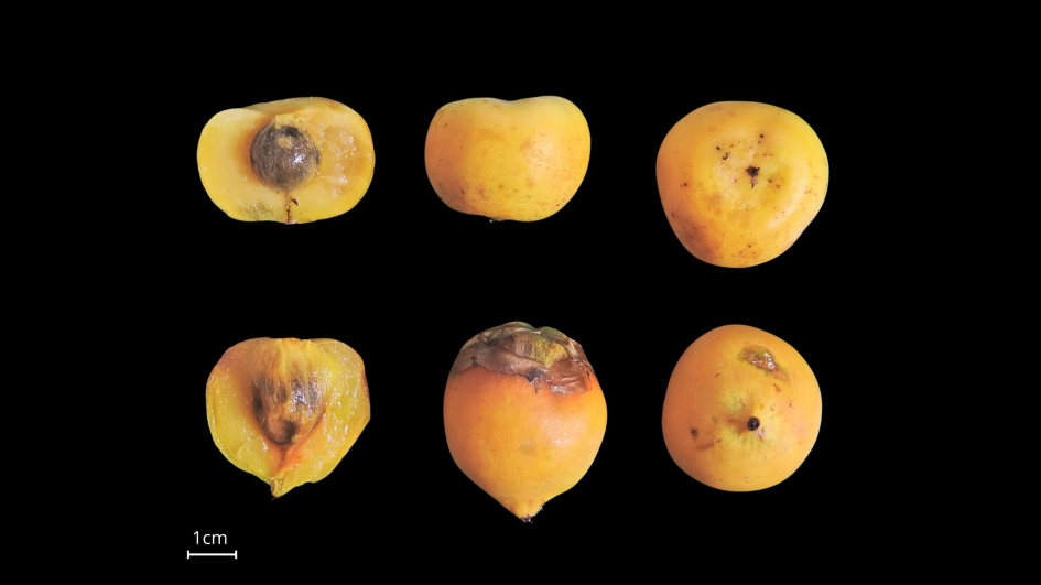 As imagens na parte superior são dos frutos de Butia odorata e as na parte inferior de Butia yatay