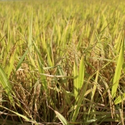 arroz lavoura