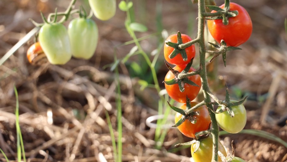 foto tomate