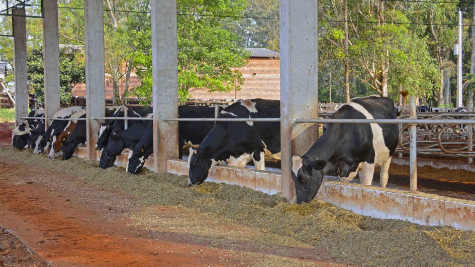 vacas