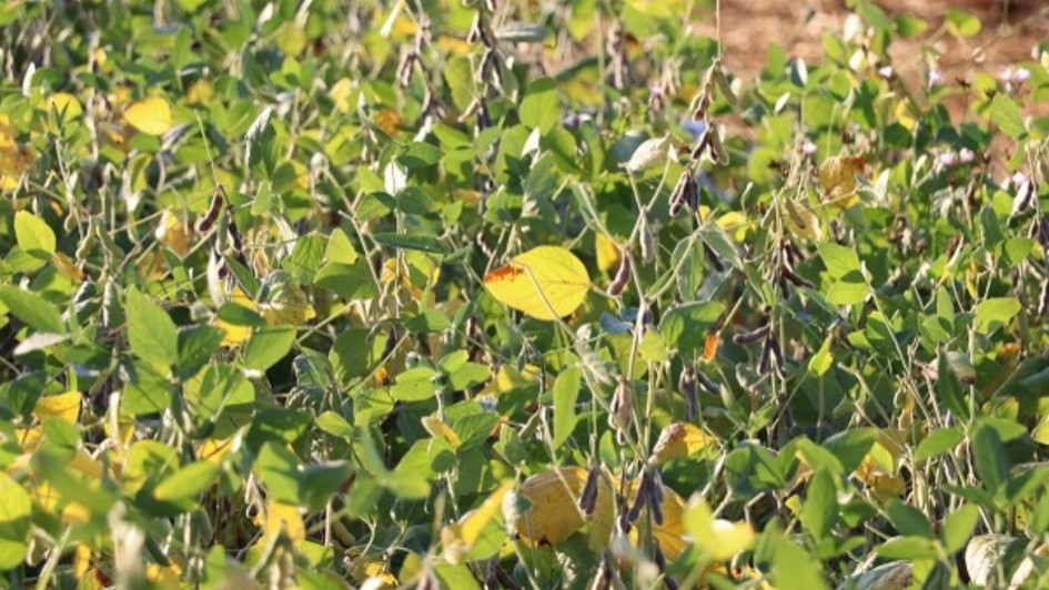 foto plantação de soja conjuntural joao vicente