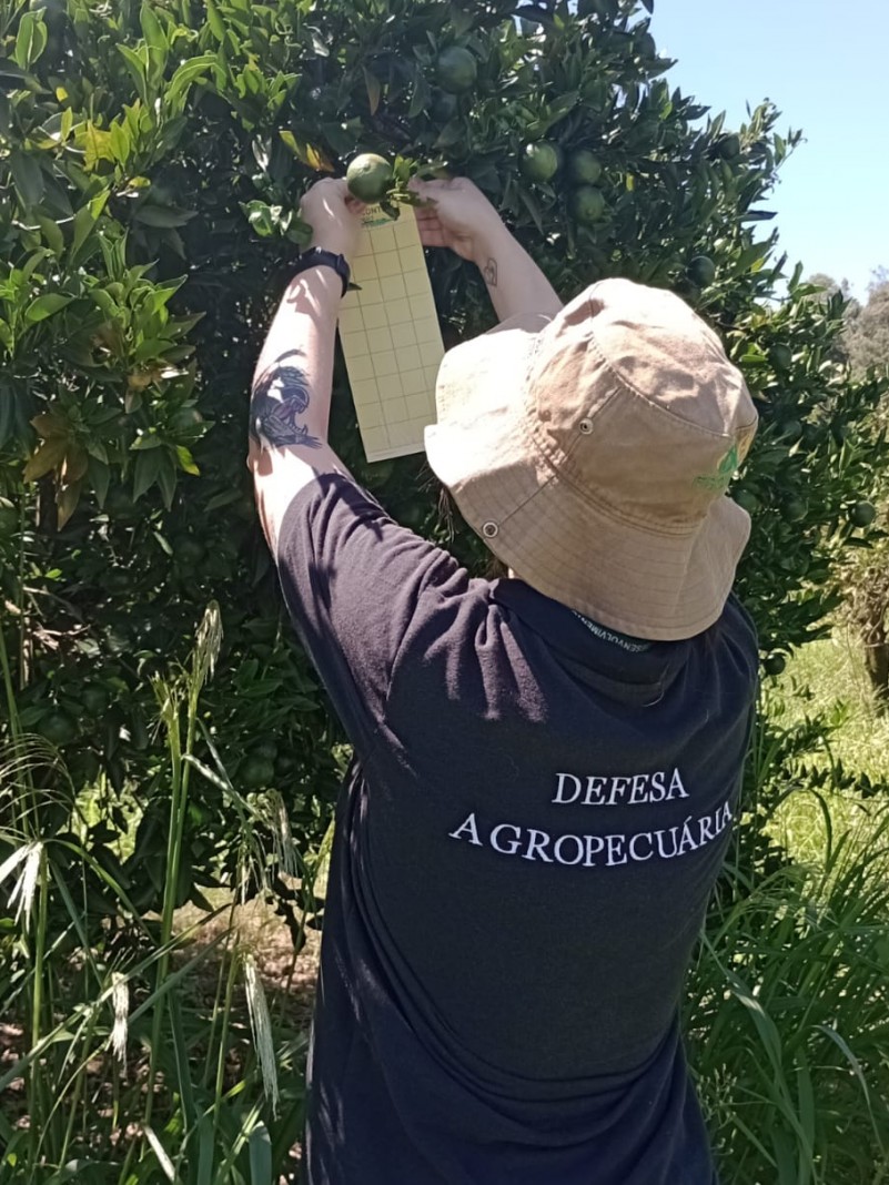 Fiscal da Seapi realizando monitoramento do inseto psilídeo (Diaphorina citri), em uma propriedade rural
