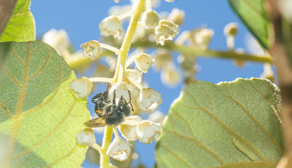 Abelha em flor da árvore carne-de-vaca (C. scabra)