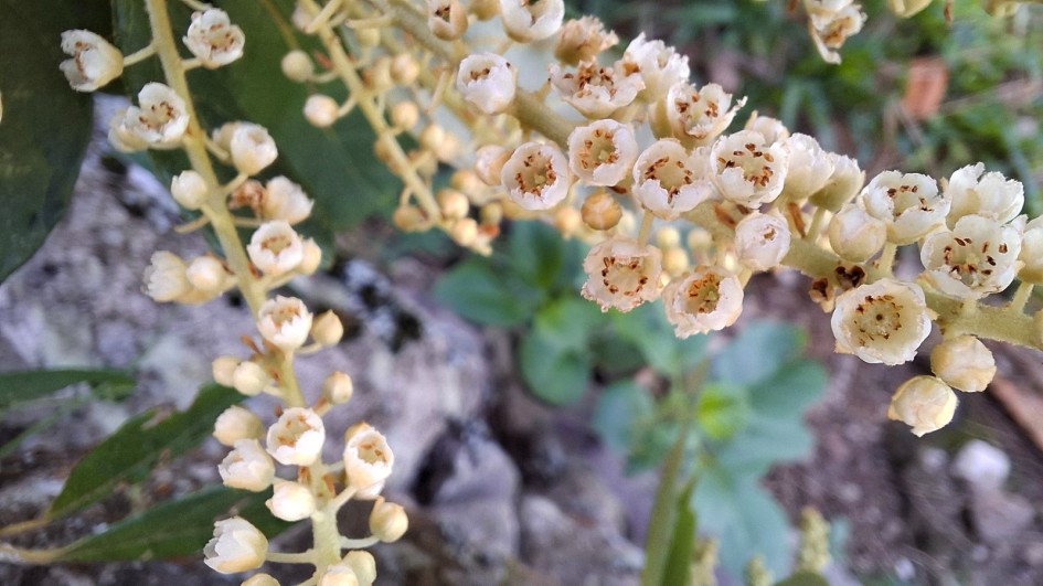 Flores da árvore carne-de-vaca (C. scabra)
