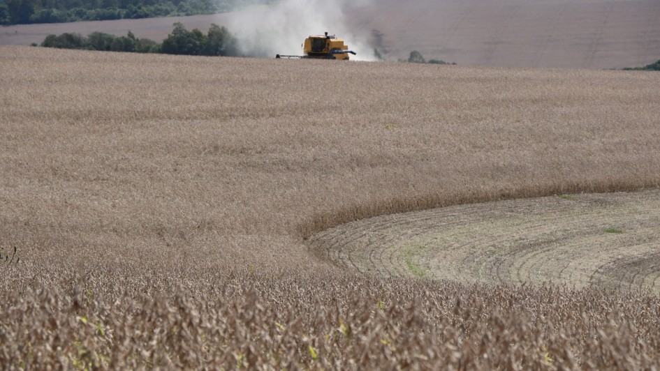 campo com soja
