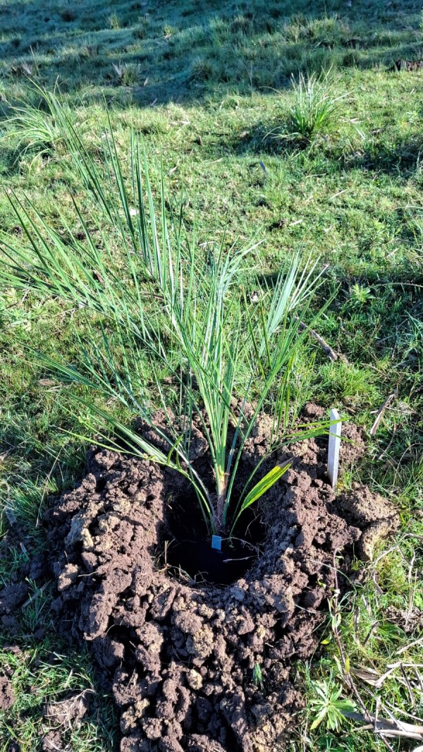 Butiás plantado no centro de Hulha Negra