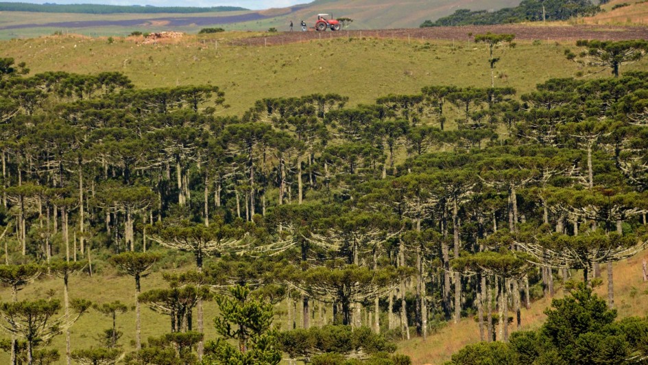 campo com araucárias