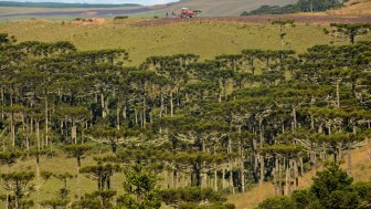 campo com araucárias