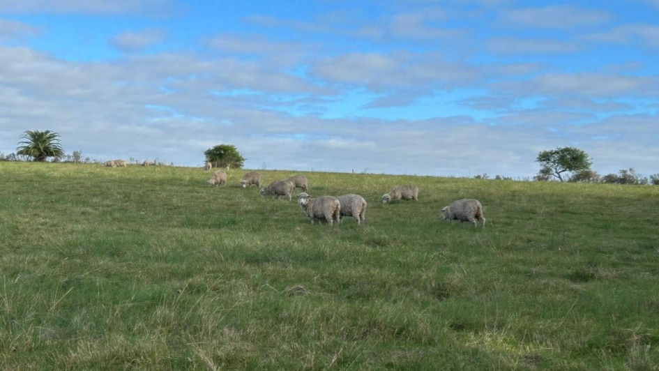 ovelhas no campo