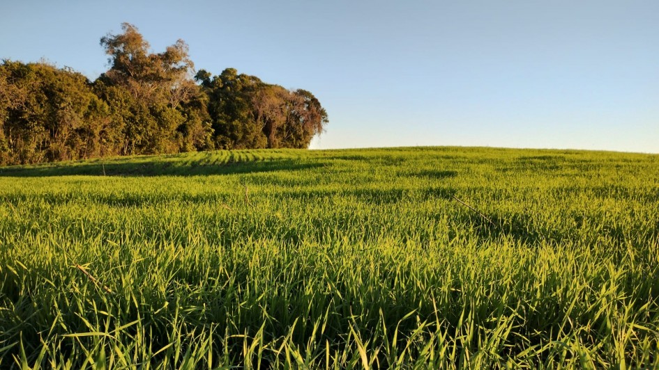 lavoura de trigo, Adriane Bertoglio Rodrigues &ndash; Divulga&ccedil;&atilde;o Emater/RS-Ascar&nbsp;