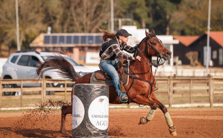 cavalo árabe