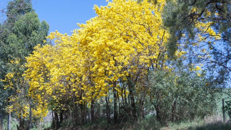 19101621 arvore primavera