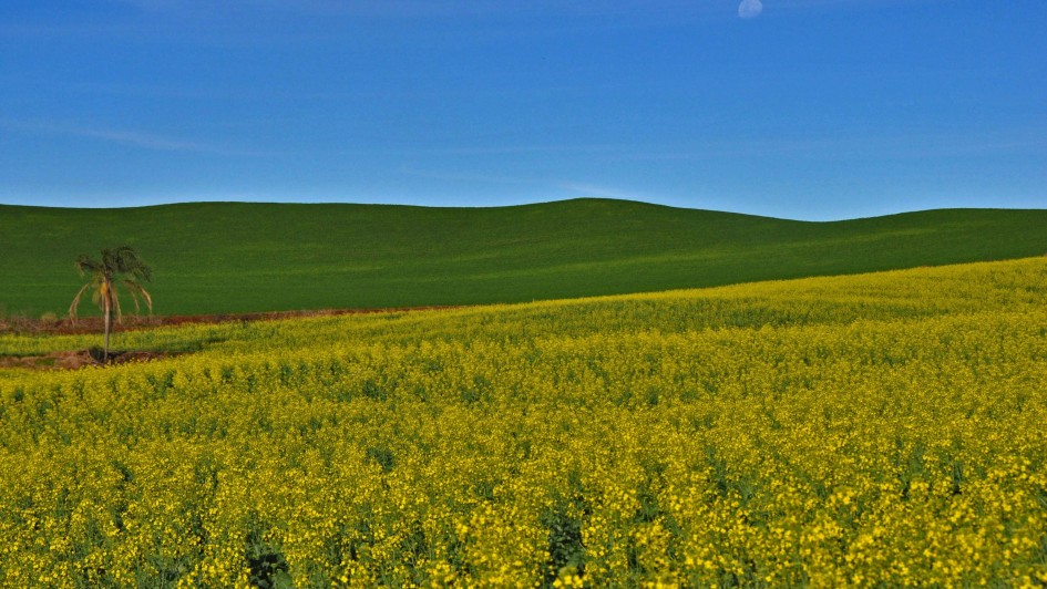 campo de canola e trigo 