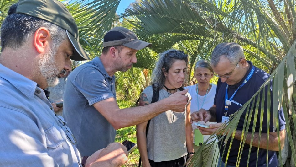 Pesquisadores do DDPA/Seapi iniciam pesquisa sobre buti&aacute;-da-serra em propriedade de Bom Jesus