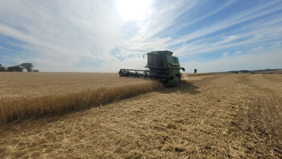 TRIGO   Colheita   foto de Alencar Rugeri   EmaterRS Ascar