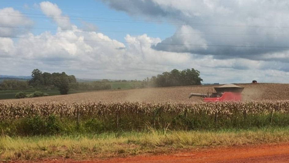 Colheita Milho na regiao de NaoMetoque   foto Adriane Bertoglio Rodrigues   EmaterRS Ascar jpg