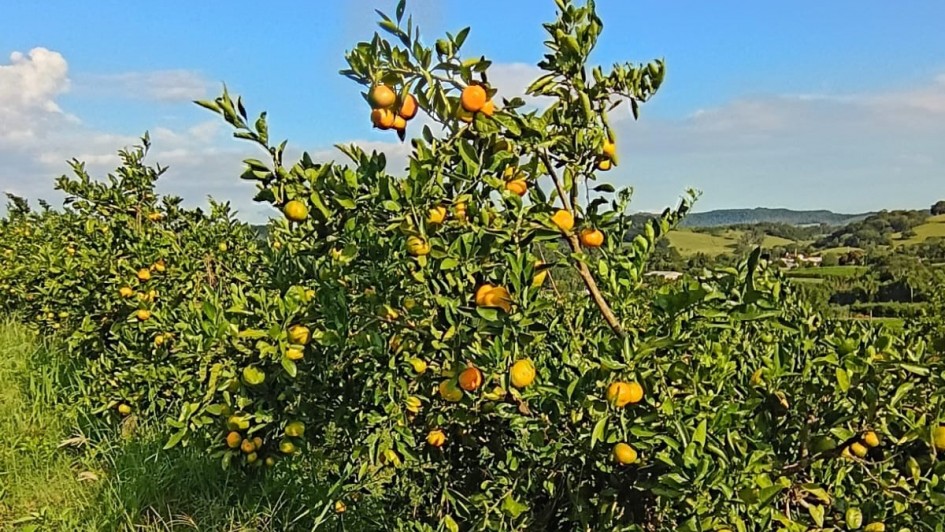 Citros apresentam diferentes fases de desenvolvimento no RS