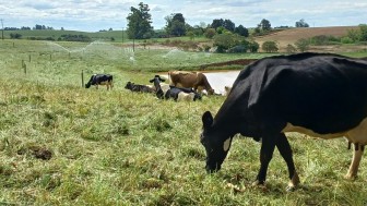 Pastagens e cria&ccedil;&otilde;es   foto Vanessa Almeida de Moraes jpg