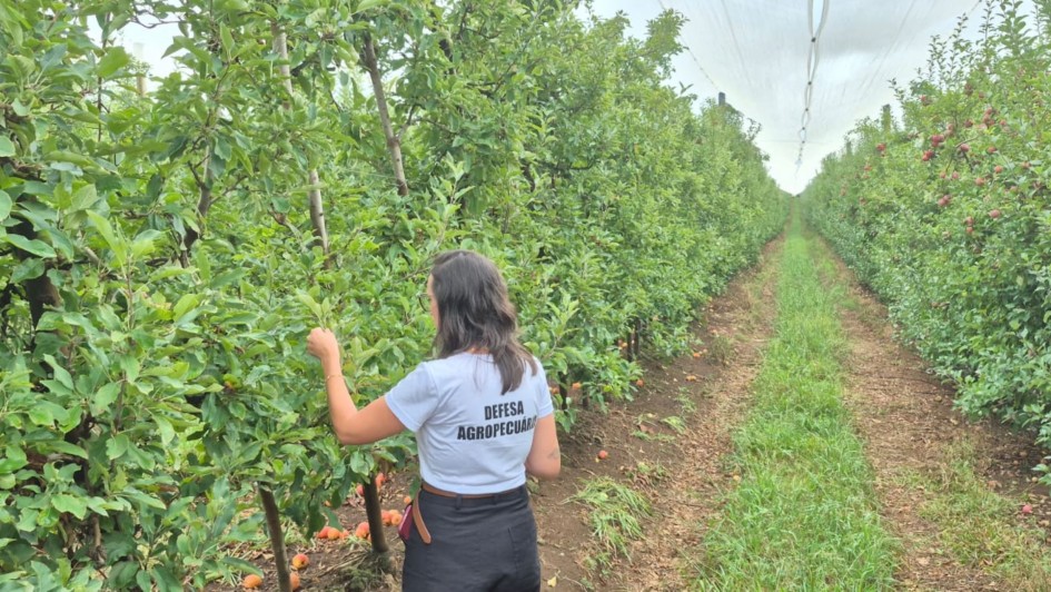 Secretaria da Agricultura faz inspeção em indústrias para exportação em Vacaria