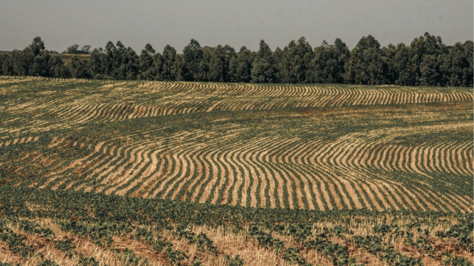 lavoura com &aacute;rvores ao fundo