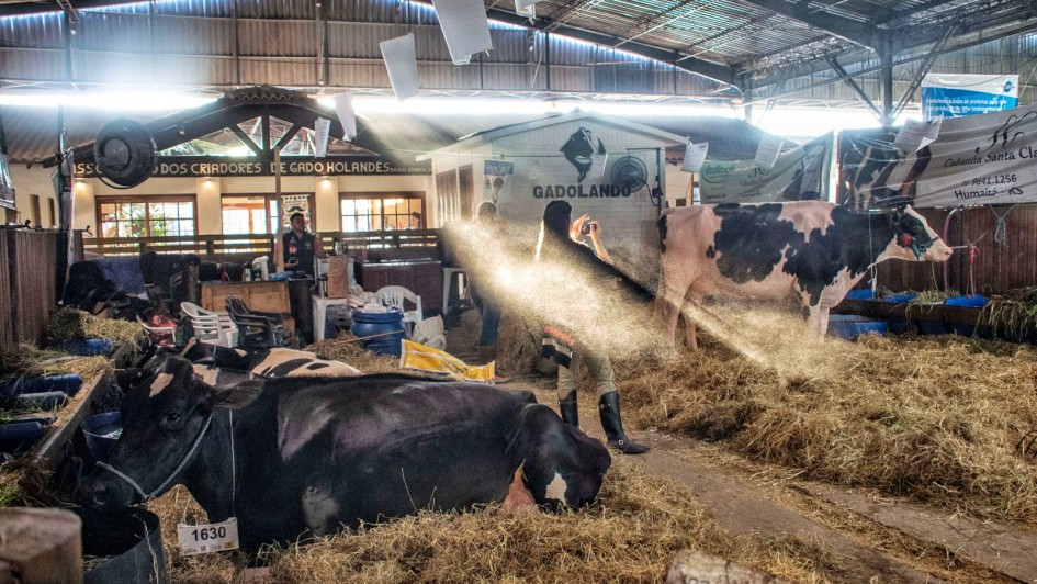 evento deve reunir mais de dois mil animais, entre eles bovinos