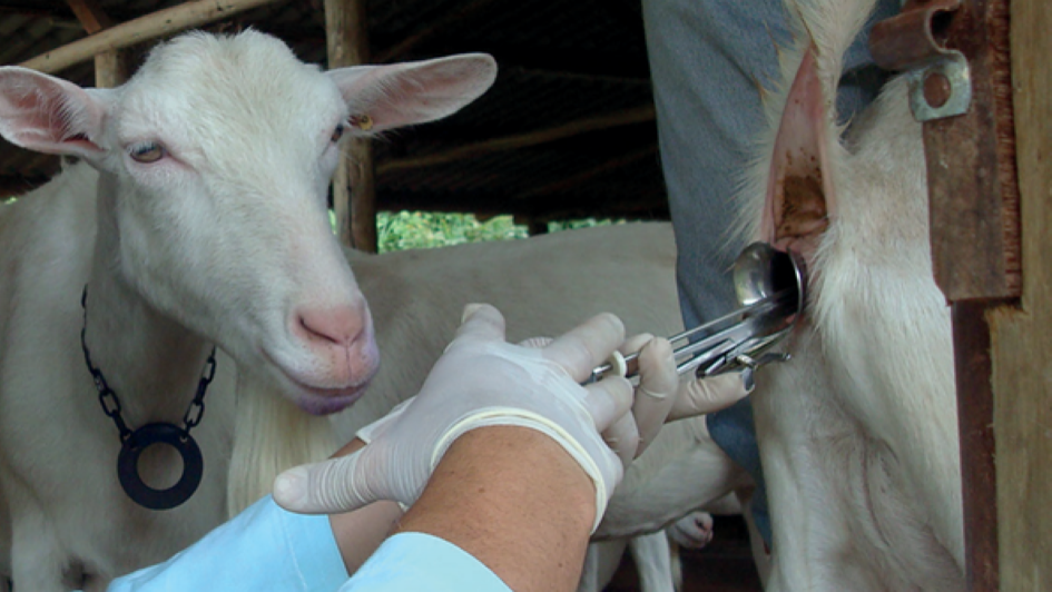 Inseminacao artificial Jeferson da Fonseca Embrapa 1