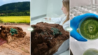 Nas fotos, as tr&ecirc;s fases do processo: coleta do fungo no campo, isolamento no laborat&oacute;rio e obten&ccedil;&atilde;o da cultura pura.