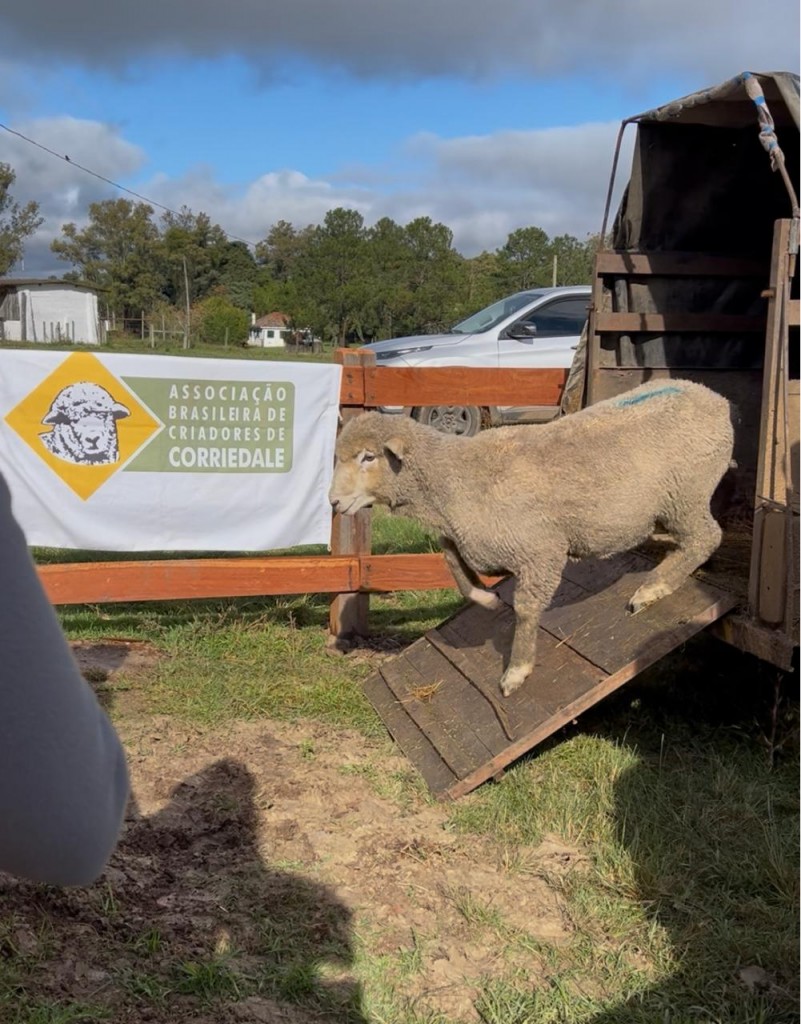 ovinos já chegaram para a prova