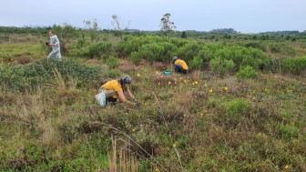 Plantio de butia-da-praia no Parque Estadual de Itapeva, em Torres