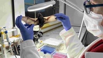 An&aacute;lise no Laborat&oacute;rio de Raiva do IPVDF, em Eldorado do Sul